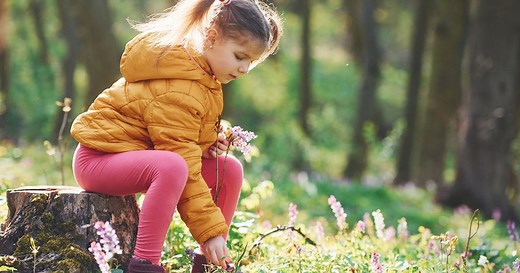 Quelles sont les fleurs sauvages présentes dans les forêts françaises ?