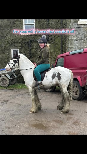 Explore the Versatility of Equestrian Horses