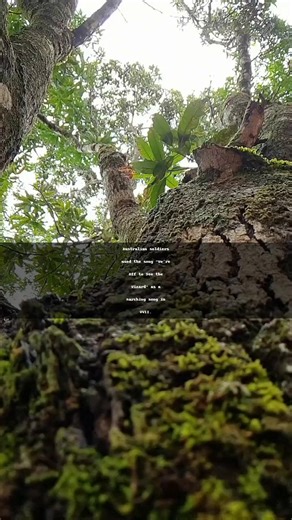 During World War II, Australian soldiers adopted t During World War...