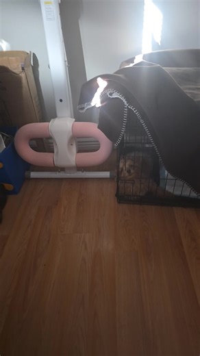 My shayla and her shannagins like girl this face is ridiculous #cockapoo #blackdogmom #poodlesoftiktok #myshaylaaaaaaa