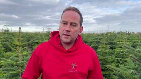Inside UK's largest Christmas tree farm as it gears up for the festive season