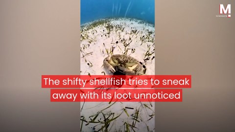Crafty crab steals diver's camera