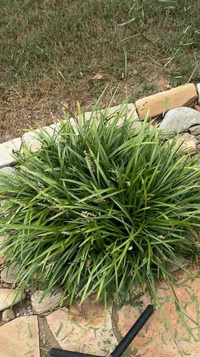 Border grass trimming 💪💪💪 | Unbroken Lawn Care