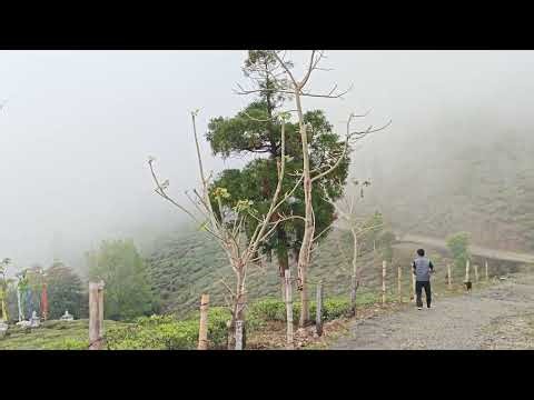 West Bengal hill stations offering scenic Himalayan views, tea gardens, and colonial charm