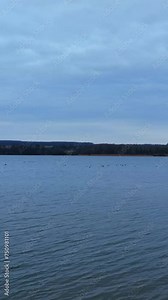 Little black silhouettes of ducks floating by the lake. Flock of birds on the surface of gray river. Gray sky background. Vertical video.