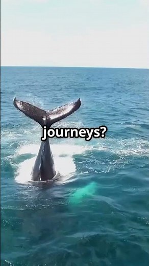 How Deep Do Whales Actually Dive?