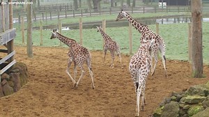 15K views · 235 reactions | Ever wondered how you give a giraffe a pedicure? Our dedicated keepers here at the Zoo explain how they look after our giraffe’s feet. | Whipsnade Zoo | Facebook