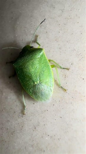 Have You Seen This Green Camouflage Bug? 🪲👀