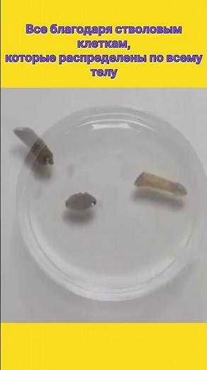 Regeneration is the unique ability of organisms to restore lost tissues #biology