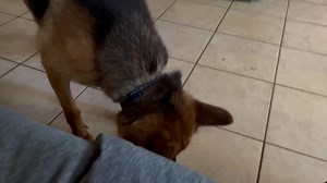 12K views · 1.2K reactions | Sonny with his new toys thank you again Elsa ❤️ | K9 Services German Shepherd Rescue, Inc. | Facebook