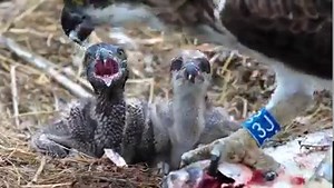 198K views · 6K reactions | Bore da Young osprey chicks don't always eat together. Eating first has its advantages... and its downsides 來 | Dyfi Osprey Project | Facebook