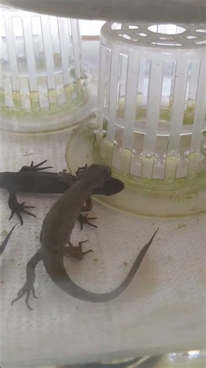 イモリ、虫を食べる ＃アカハライモリ #両生類
