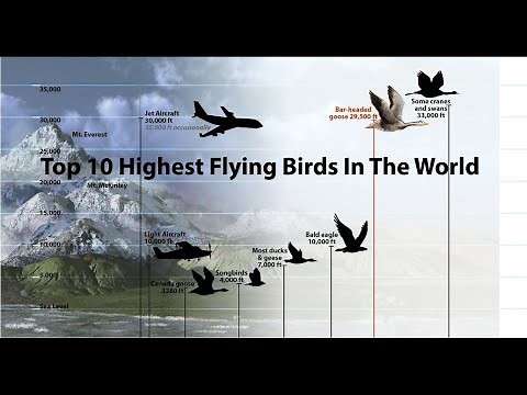 Top 10 Highest Flying Birds In The World
