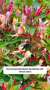 honeysuckle plant | Dodo Garden