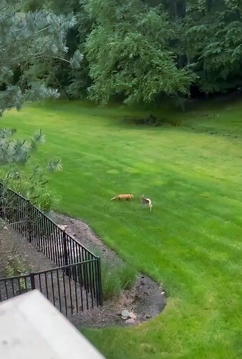 A auburn fox loops around a spirited baby deer🦊🧡 #foxes #foxoftheday #foxbody #fox | Save The Foxes