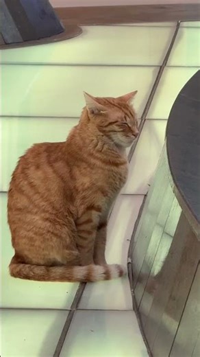 Cat in "Do Not Disturb" mode