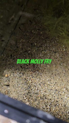 The separation method worked great with these molly fry #hobbiest #fish #fishhard #billfish #fishpro