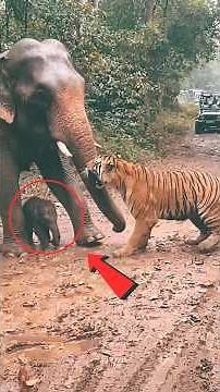 5 Animals That Can Destroy A Tiger 🐯💀 #wildlife #nature #facts