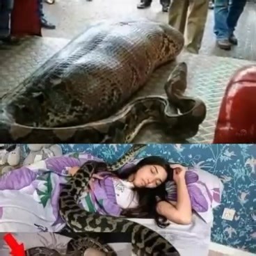 Woman slept with her Python every night, until the worst happened...see more | Like page if you love animals