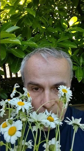 Ne mangez pas les marguerites 1
