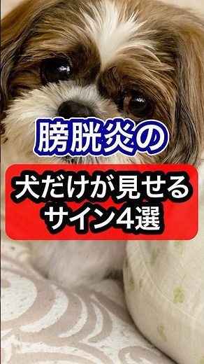 【冬は注意】膀胱炎の犬だけが見せるサイン5選を獣医師が解説 #獣医師 #犬 #愛犬 #犬のいる暮らし #犬のいる生活 #いぬ #いぬのいる生活