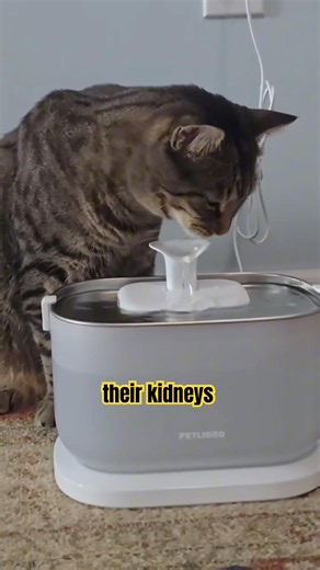 How long do cats live