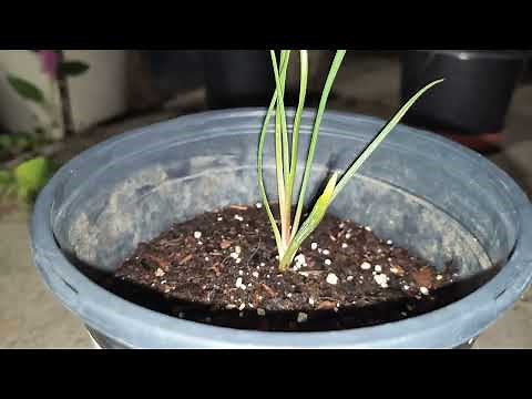 How To Grow Joshua Trees From Seed