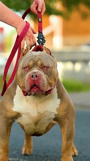 💯 Loyal Pitbull Moments That Melt Hearts#Pitbull #PitbullDog #Dogs #DogLover #DogVideos#new #viral 🐕