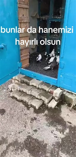 Emo can 76 👑👑 (@omer.can54) adlı kullanıcının orijinal ses - Ala Türkiye ile oluşturduğu videoları