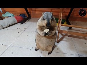 again biscuits with marmot