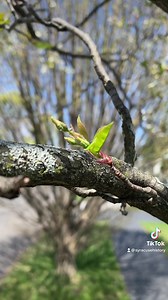 With spring beginning and several days in the upper 80s, I decided to film one of my trees blooming through the week. Instagram.com/SyracuseHistory 🌳 | SyracuseHistory