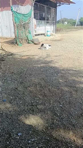 Fake mouse prank onleo😂Anant Rastogi#shorts#tending#minishorts#viralshort#jimmyvlog#browserfeed#like