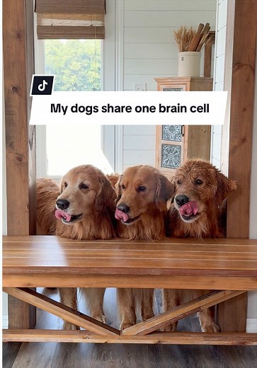Dogs Share One Brain Cell: Genetics or Coincidence?