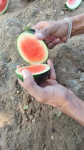 watermelon harvesting and cutting ✂️#vairal #trending #shortvideo