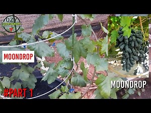 ANGGUR JENIS MOONDROP , MENCOBA MEMBUAHKAN