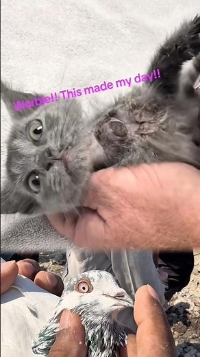 🐱 Botfly (Warble) Removed Safely – Cat Treatment #cat #viral #CatBotfly