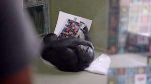 In a new series from NOVA l PBS, "Wonders" tackles some of the biggest questions about life and the cosmos. In the series premiere, animal communication is explored as some animals demonstrate the ability to learn human language as others share information critical to their survival in a variety of sounds and movements. "NOVA Wonders: What Are Animals Saying?" airs tonight at 9 p.m. | Georgia Public Broadcasting | Facebook