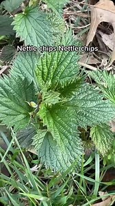 297K views · 41K reactions | It’s delicious, nutritious stinging nettle season again!! One of my fave greens (that I also use in my hair care routine!!) and this is one of my fave ways to introduce people to them!! Cooking or breaking the lil pokey trichomes stops the sting, in case anyone was wondering! No pain, just savory goodness! | BlackForager | Facebook