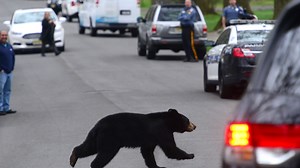 NJ officials investigate the death of four bears in Ringwood as state reinstates hunt