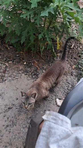 บักหล่ามาแต่ไส