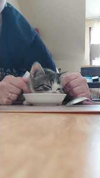 Hami #kitten