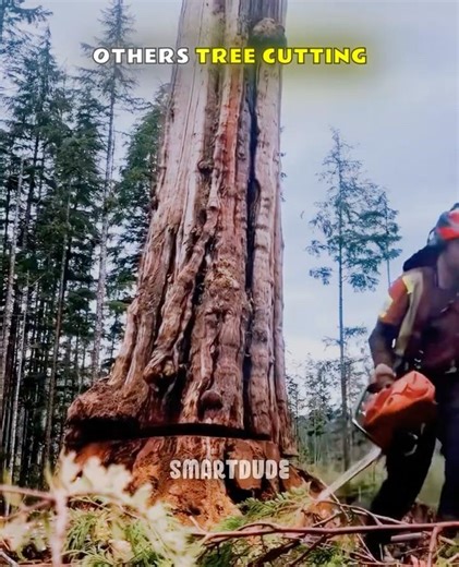 Normal tree cutting skills vs. The King of tree cutting