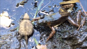 2.3K views · 66 reactions | Snapping turtle vs. green frog - this scene from Assabet River National Wildlife Refuge could have turned out much different. Hopefully for the frog, this tiny snapper doesn't hold a grudge. Happy World Turtle Day! | U.S. Fish and Wildlife Service Northeast Region | Facebook