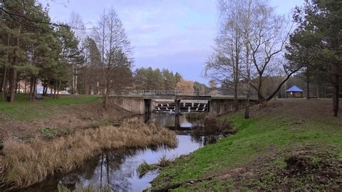 clip-3985682483-pine-birch-alder-trees-grow-on-grassy