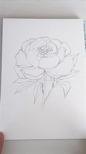 Nahiely Velazquez on Instagram: ".: Peony Sketch :. ✍🏼 This is a quick sketch of one of my favorite flowers a blooming peony. No overthinking, just simple lines and letting the form guide the hand. If you’ve ever felt intimidated by drawing flowers, this is your sign to try anyway. Start loose, stay curious, and let the sketch be what it wants to be. ✨ Save this for your next drawing session. And share it with someone who loves flowers as much as you do! Wishing you a beautiful day. Much love �