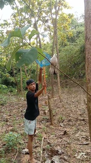 catching birds using a net #shortvideo #shorts #viral #nature #funny