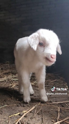 Soft and Adorable Lambs: Pure Cuteness Overload