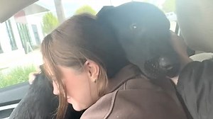 Dog's emotional response to freedom from shelter We interviewed instagram.com/seikotherescue for this video produced exclusively by GeoBeats. | GeoBeats Animals