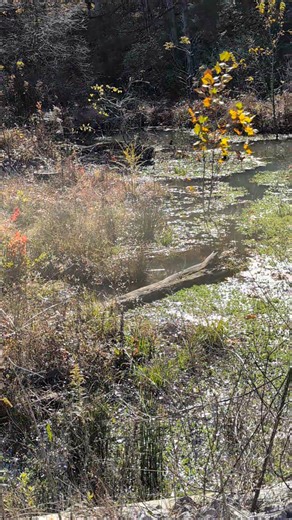 The result of a hard-working beaver | Don E Chandler