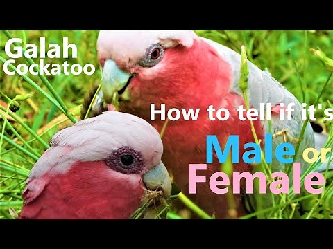 How To Tell If The Galah Cockatoo Is A Male Or Female? Queensland, Australia